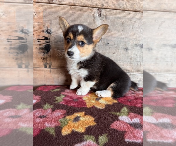 Medium Photo #10 Pembroke Welsh Corgi Puppy For Sale in VERMONTVILLE, MI, USA