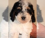 Small #2 Bernedoodle-Cavapoo (Miniature) Mix