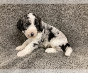 Aussiedoodle Puppy for sale in CHETEK, WI, USA