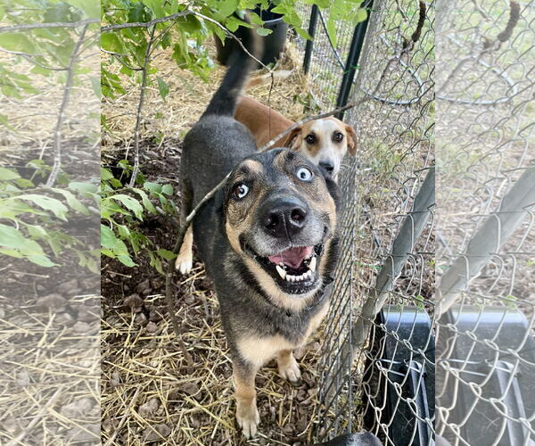 Medium Photo #1 German Shepherd Dog-Unknown Mix Puppy For Sale in Green Forest, AR, USA