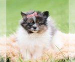 Small Photo #65 Pomeranian Puppy For Sale in WARSAW, IN, USA