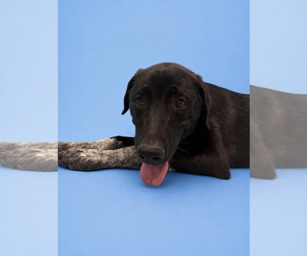 Medium Photo #4 Labrador Retriever-Unknown Mix Puppy For Sale in Sandy, UT, USA
