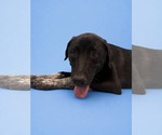 Small #3 Labrador Retriever Mix