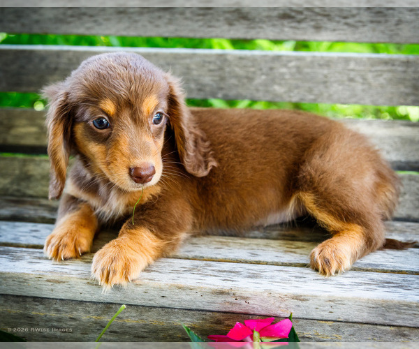 Medium Photo #3 Dachshund Puppy For Sale in WAKARUSA, IN, USA