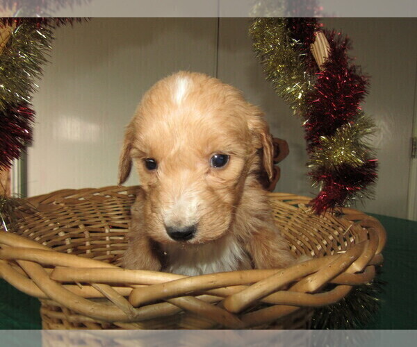 Medium Photo #6 Goldendoodle Puppy For Sale in SOUTH BEND, IN, USA