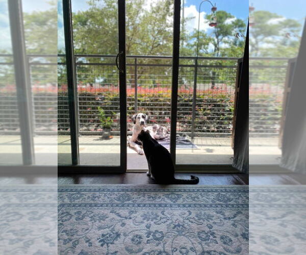 Medium Photo #4 Great Dane Puppy For Sale in Bullard, TX, USA