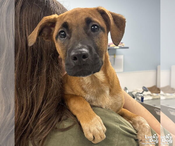 Medium Photo #3 Mutt Puppy For Sale in Washington, DC, USA