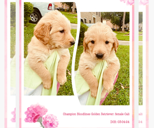 Golden Retriever Puppy for sale in SUGAR LAND, TX, USA