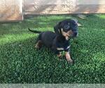 Small Photo #4 Dachshund Puppy For Sale in LA MESA, CA, USA