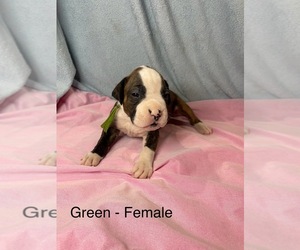Boxer Puppy for sale in SEEKONK, MA, USA