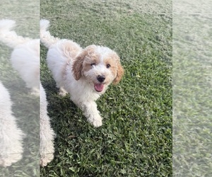 Goldendoodle mix (+ Poodle Miniature) Puppy for sale in MOORE HAVEN, FL, USA