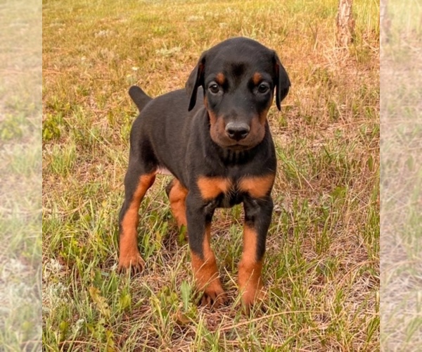 Medium Photo #21 Doberman Pinscher Puppy For Sale in CHEYENNE, WY, USA