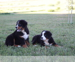 Small Photo #6 Bernese Mountain Dog Puppy For Sale in WESTCLIFFE, CO, USA