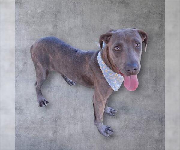 Medium Photo #2 Mutt Puppy For Sale in Bakersfield, CA, USA