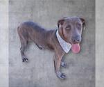 Small #1 Mutt