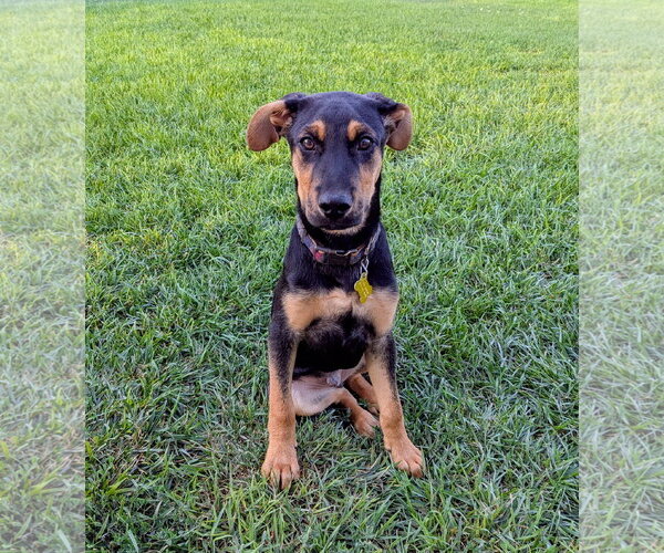 Medium Photo #4 German Pinscher-Rottweiler Mix Puppy For Sale in Sandy, UT, USA
