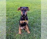 Small #3 German Pinscher-Rottweiler Mix