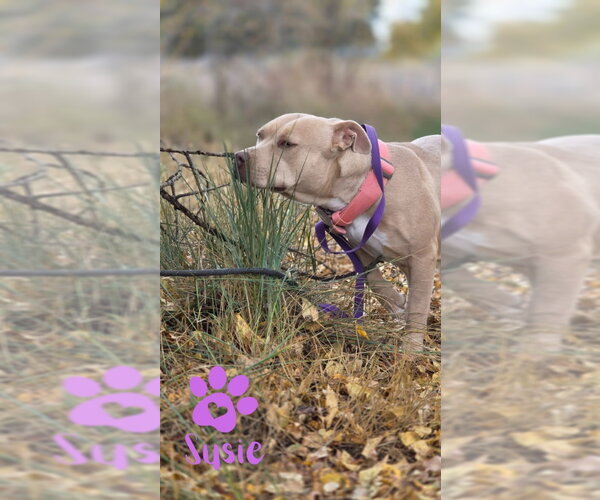 Medium Photo #10 American Pit Bull Terrier-Unknown Mix Puppy For Sale in Monte Vista, CO, USA
