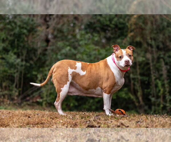 Medium Photo #7 American Staffordshire Terrier-Unknown Mix Puppy For Sale in Holly Springs, NC, USA