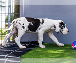Small Photo #189 Great Dane Puppy For Sale in WAKARUSA, IN, USA