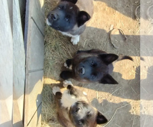 Akita Puppy for sale in LIVINGSTON, MT, USA