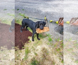 Labrador Retriever Dogs for adoption in BRADYVILLE, TN, USA