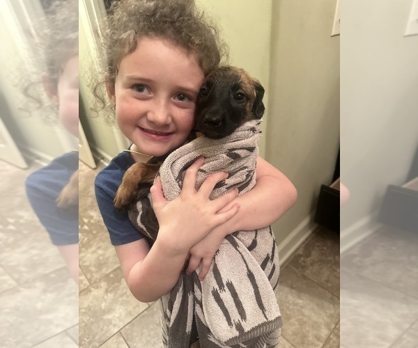 Medium Photo #8 Belgian Malinois Puppy For Sale in ATHENS, AL, USA