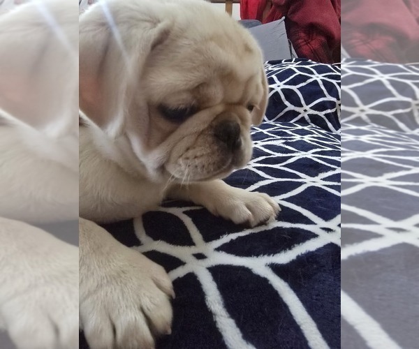 Medium Photo #5 Pug Puppy For Sale in NEW IPSWICH, NH, USA