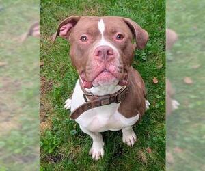 American Bulldog-Unknown Mix Dogs for adoption in Akron, OH, USA
