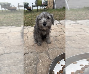 Schnauzer (Miniature) Puppy for sale in TAMPA, FL, USA