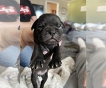 Small Photo #5 Frenchie Pug Puppy For Sale in FAIRMONT, WV, USA