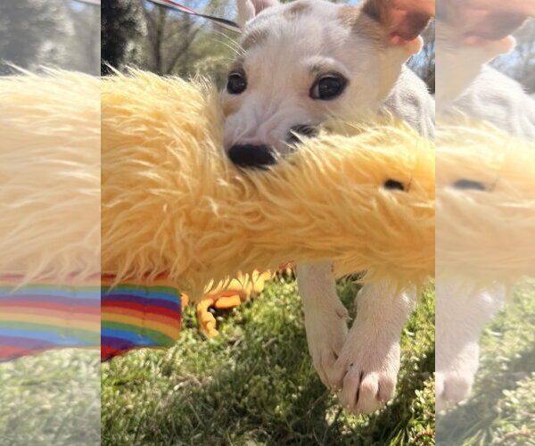 Medium Photo #4 Labrador Retriever-Unknown Mix Puppy For Sale in Yardley, PA, USA