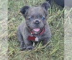 Image preview for Ad Listing. Nickname: Teddy