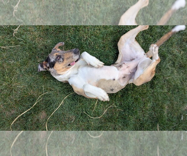 Medium Photo #3 Great Dane-Unknown Mix Puppy For Sale in Salt Lake City, UT, USA