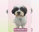 Small Zuchon