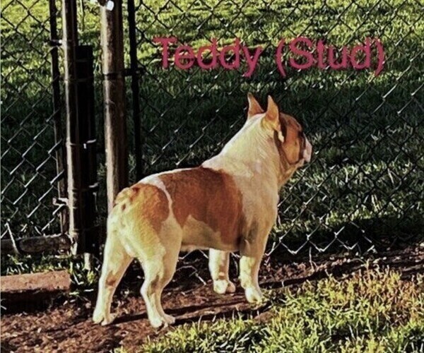 Medium Photo #1 French Bulldog Puppy For Sale in PRINCETON, IL, USA