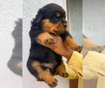 Small #5 Rottweiler