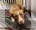 Small #3 American Staffordshire Terrier-Labrador Retriever Mix