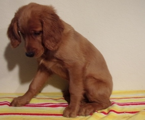 Golden Irish Puppy for sale in TOWER CITY, PA, USA