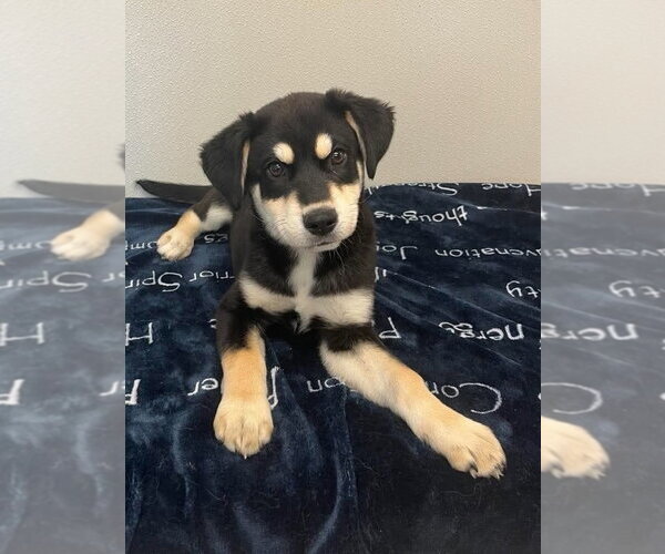 Medium Photo #2 Siberian Husky-Unknown Mix Puppy For Sale in Osgood, IN, USA