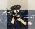 Small #1 Siberian Husky Mix