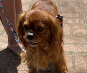 Cavalier King Charles Spaniel Puppy for sale in AUBURN, CA, USA