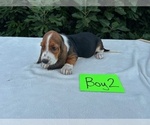 Small #10 Basset Hound