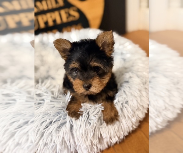 Medium Photo #5 Yorkshire Terrier Puppy For Sale in CROSSVILLE, TN, USA