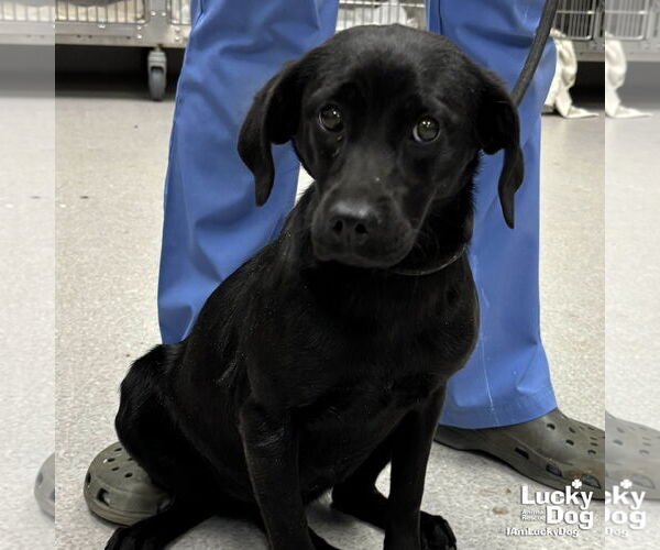 Medium Photo #2 Labrador Retriever-Unknown Mix Puppy For Sale in Washington, DC, USA