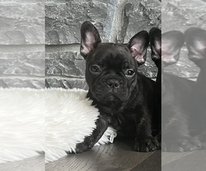French Bulldog Puppy for sale in LYNNWOOD, WA, USA