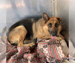 Small #3 German Shepherd Dog