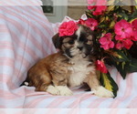 Puppy Secret Shih Tzu