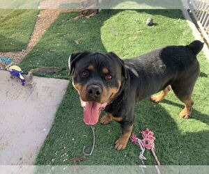 Rottweiler Dogs for adoption in Gilbert, AZ, USA