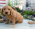 Small Photo #28 Goldendoodle Puppy For Sale in KIRKWOOD, PA, USA